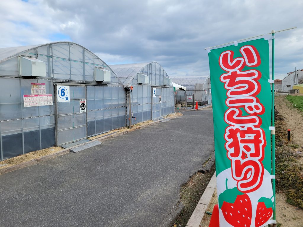 岡山いちご狩り2026最新比較！人気農園の実力と穴場の真実