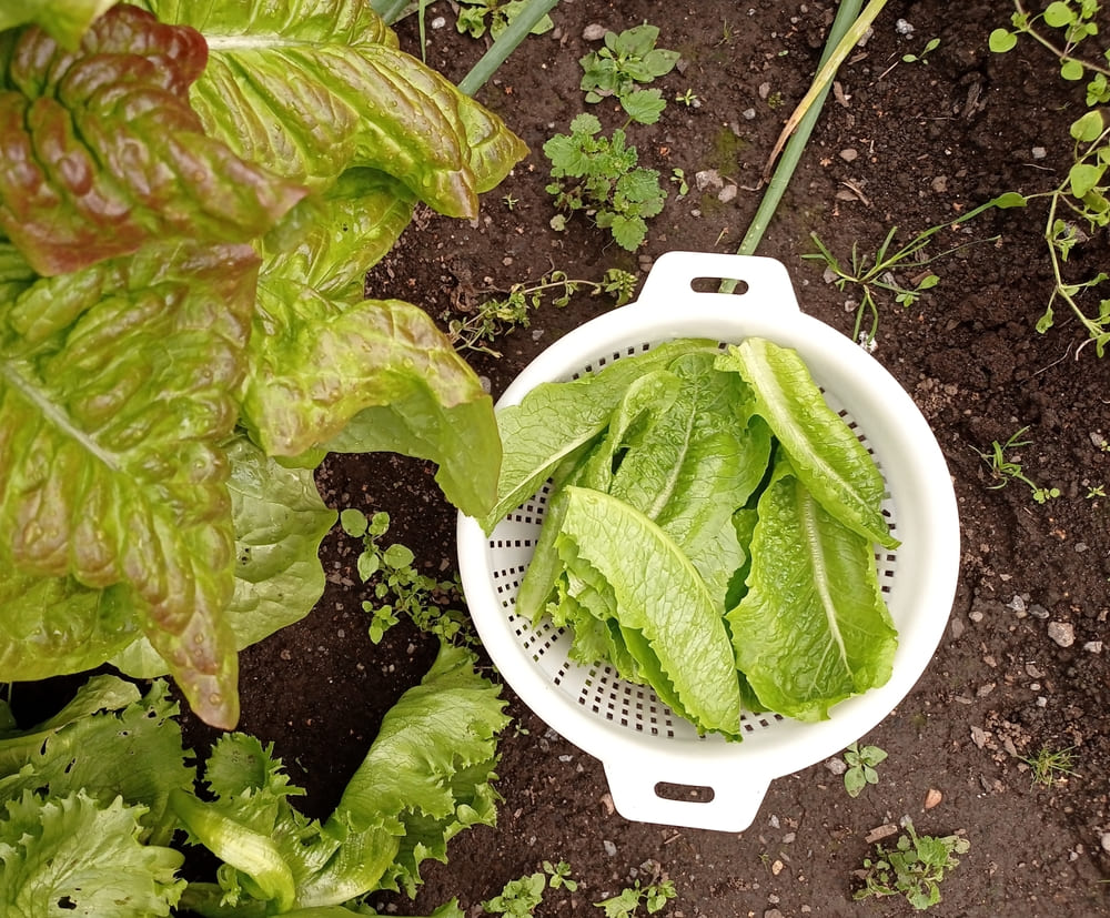 2月種まき野菜｜プロが教える失敗ゼロの温度管理と春収穫を倍にする方法