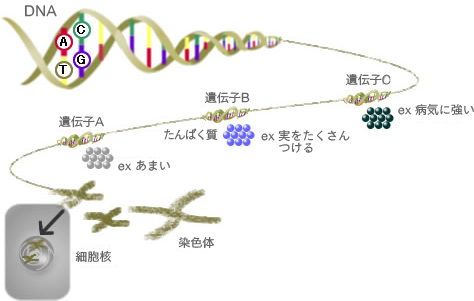 「Dna」と「遺伝子」は何が違う？知っておくべき決定的な差と、医療の未来を変える最新ゲノム科学