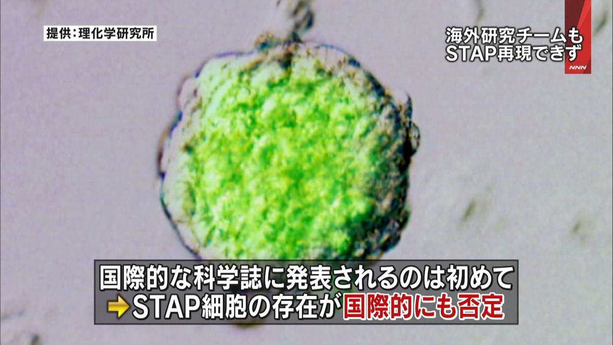 Stap細胞は本当になかったのか？小保方晴子騒動の真相と衝撃の現在