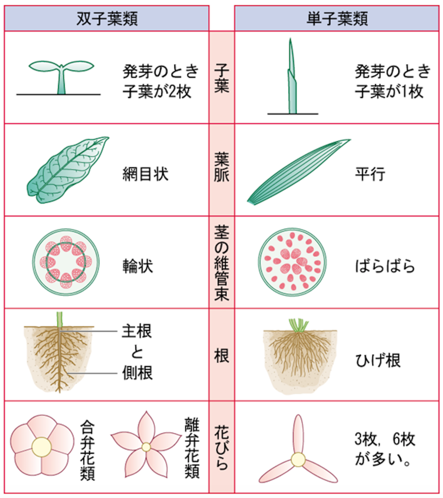 双子葉類と単子葉類の違いを完全攻略！見分け方・覚え方と具体例一覧