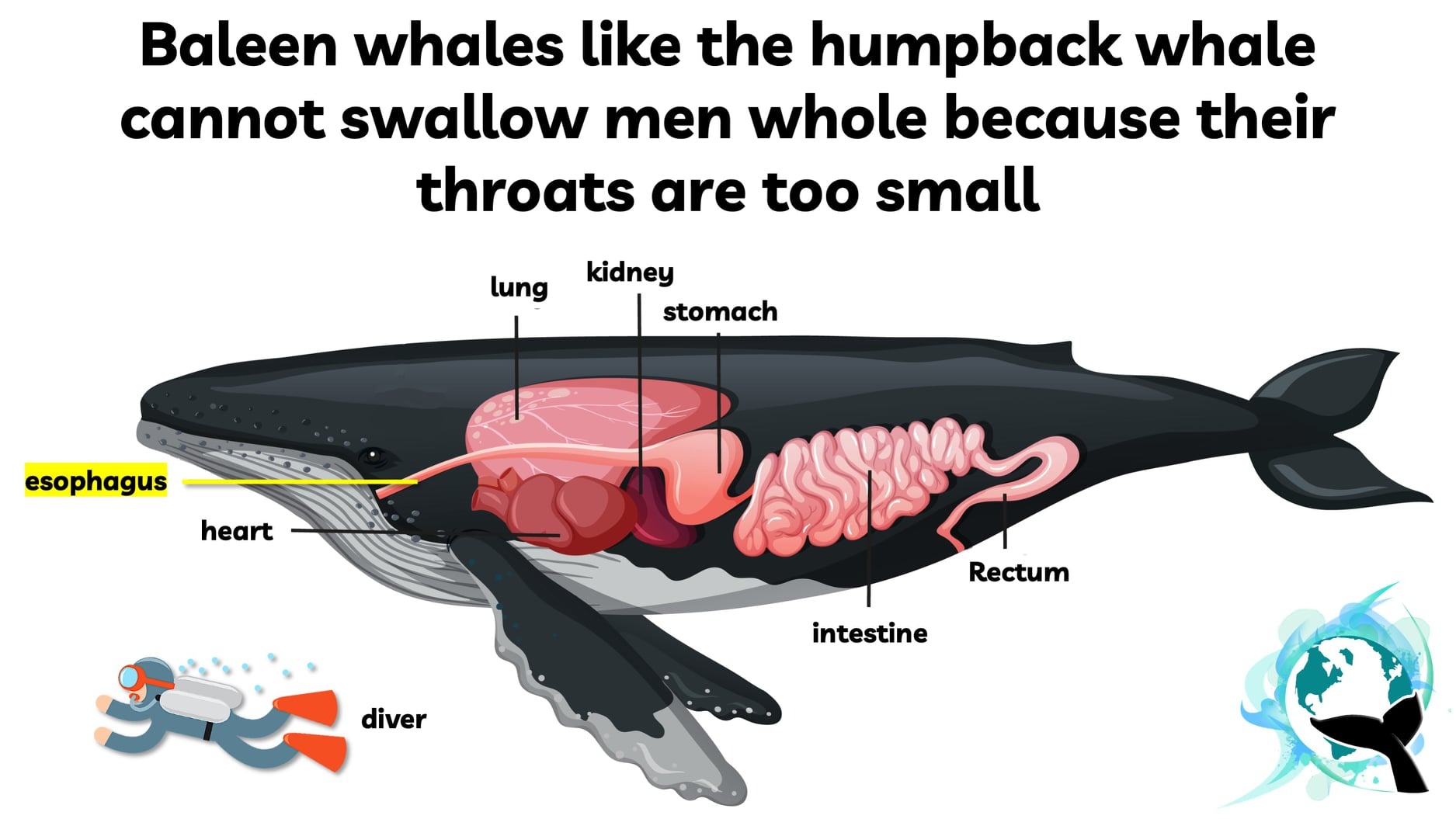 Could a Whale Swallow a Human