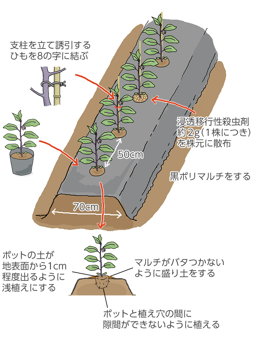 なすの苗の植え方完全ガイド！失敗を防ぐ土作りと大量収穫の秘訣