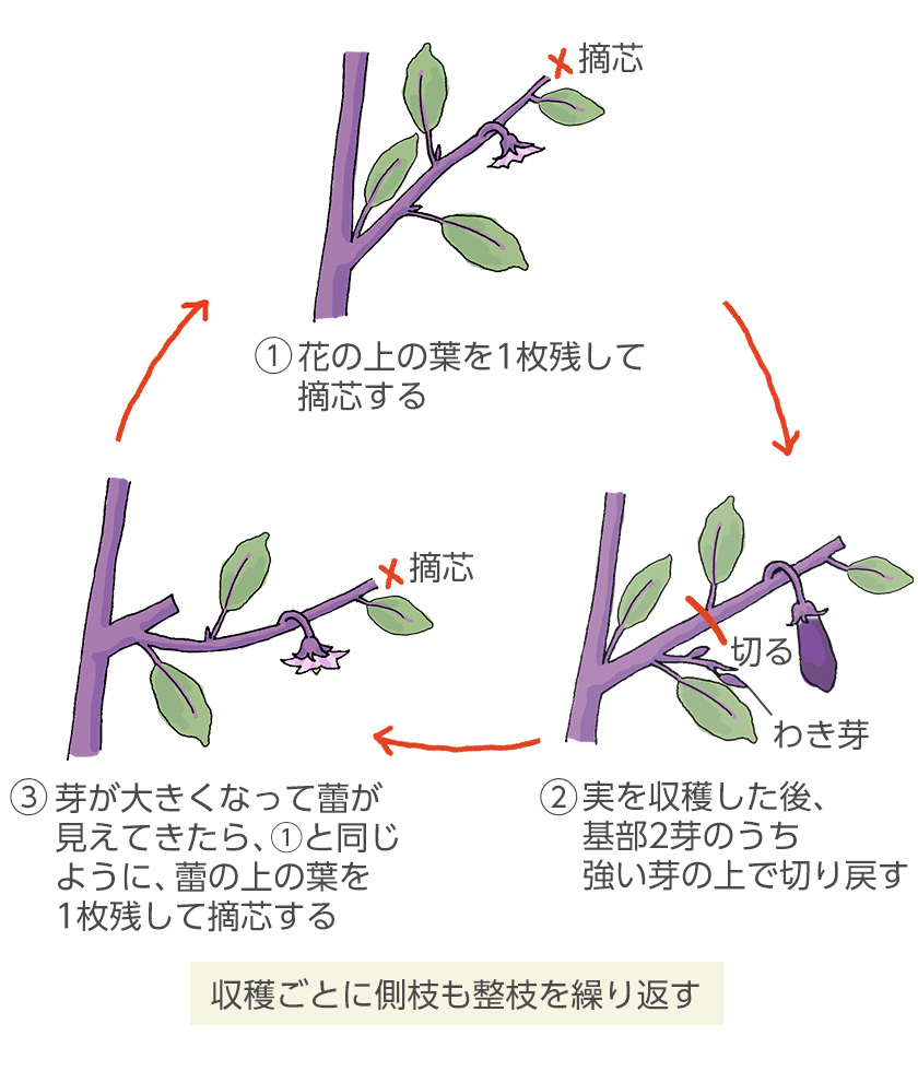 なす栽培の剪定、これだけで収穫量が変わる！プロが教える更新剪定の極意