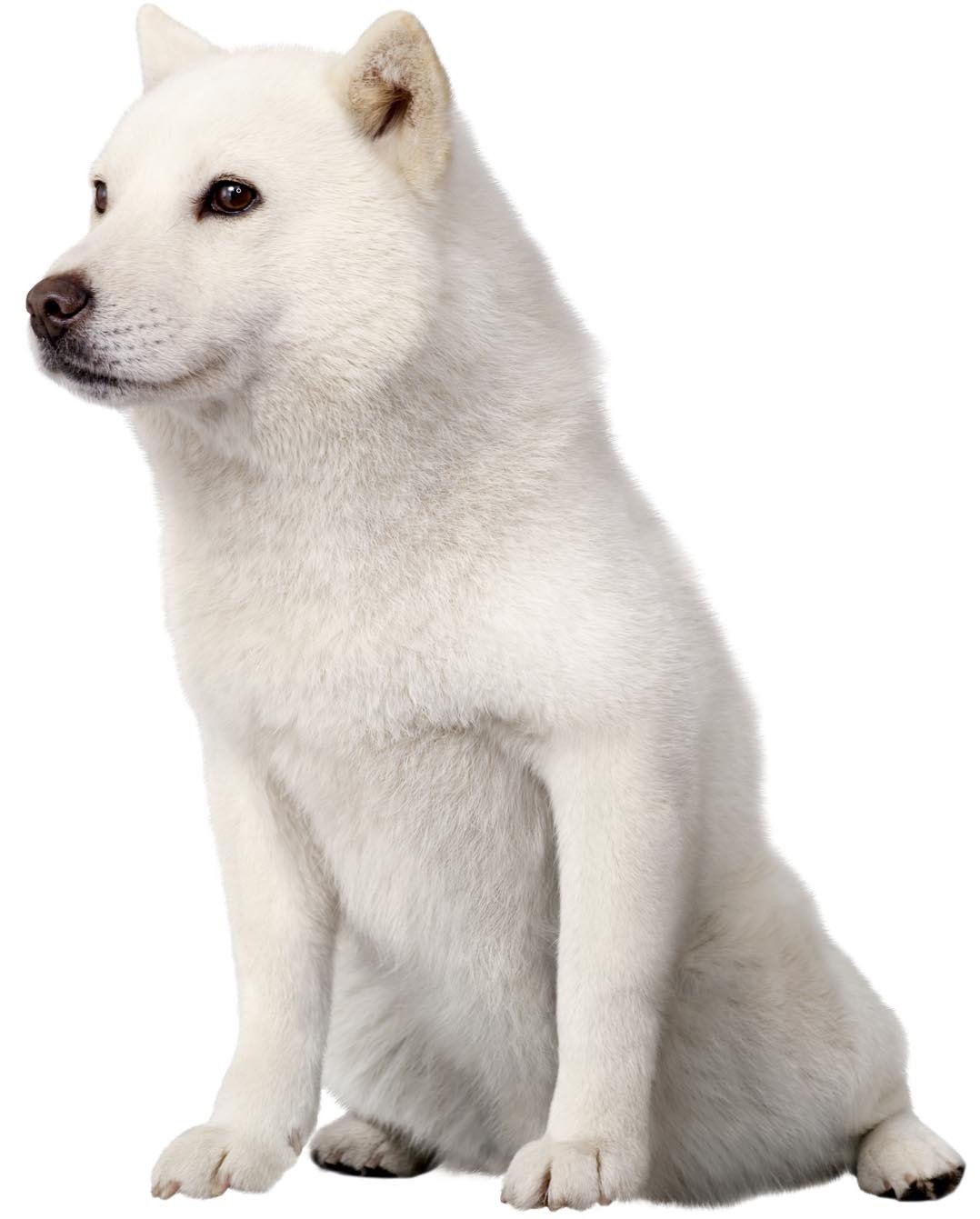 ソフトバンクお父さん犬は何代目？歴代交代の真相と現在を徹底追跡