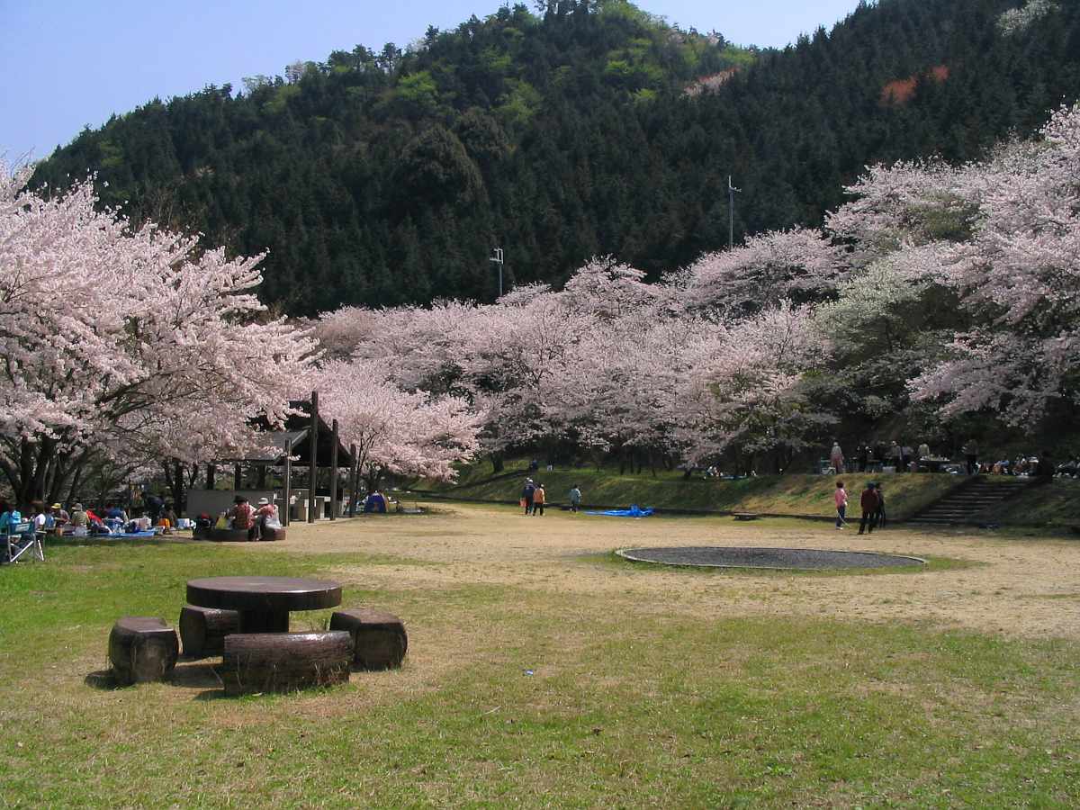 【2026最新】鳥取池緑地 桜の園の見頃はいつ？開花状況や駐車場・混雑を徹底解説