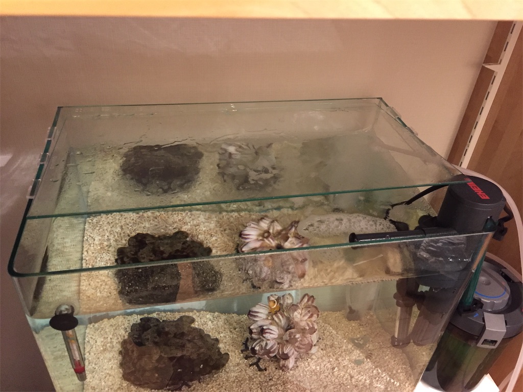 水槽の蓋を自作するならこの素材！100均〜ポリカまでプロが徹底解説