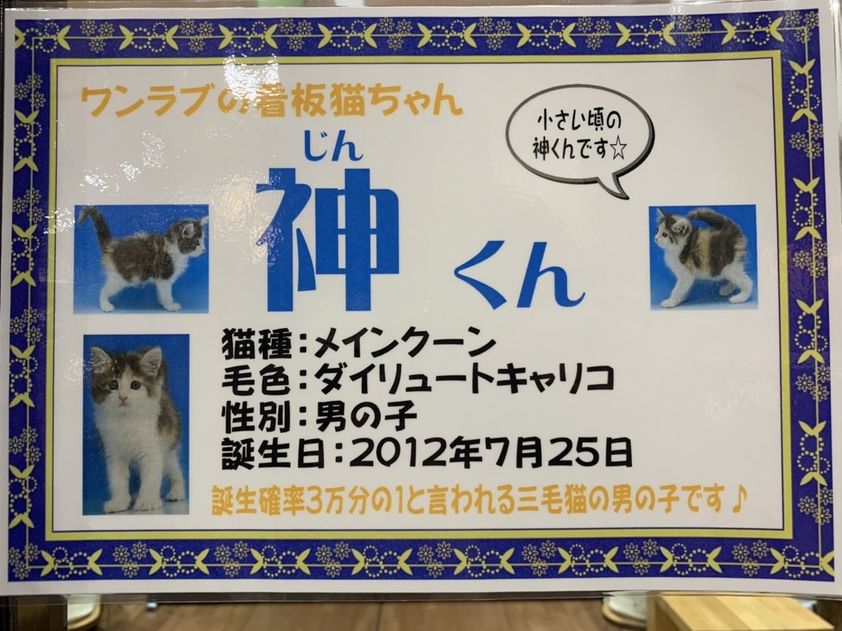 三毛猫オスの値段は2000万？相場の真実と3万分の1の奇跡を検証
