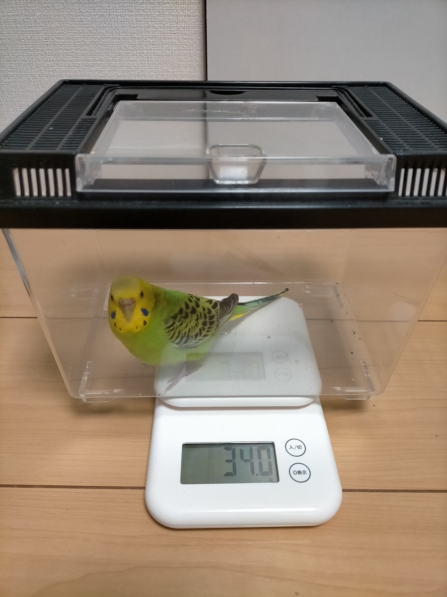セキセイインコの適正体重は何G？激変のサインと命を守る計測法