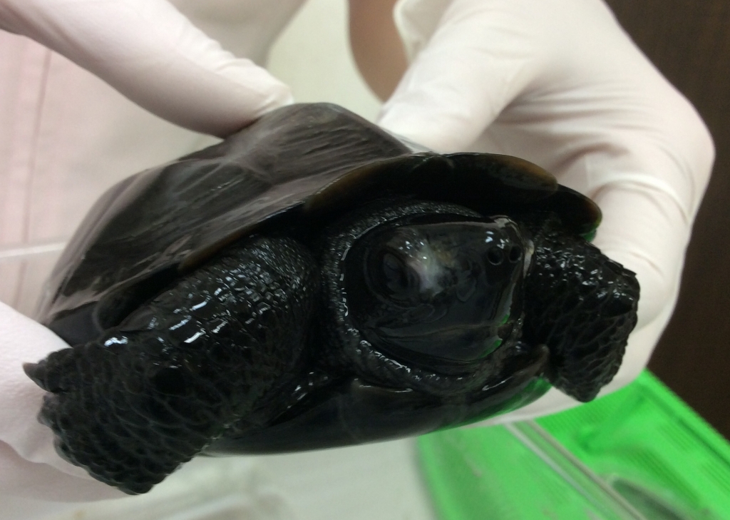 愛亀の皮膚に白いモヤ？水カビ病の初期症状と薬浴・乾燥療法の手順