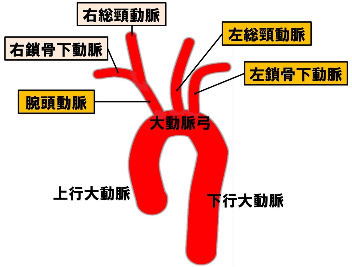 首の圧迫でなぜ失神？頸動脈洞反射の危険性と命を守る対処法を徹底解説