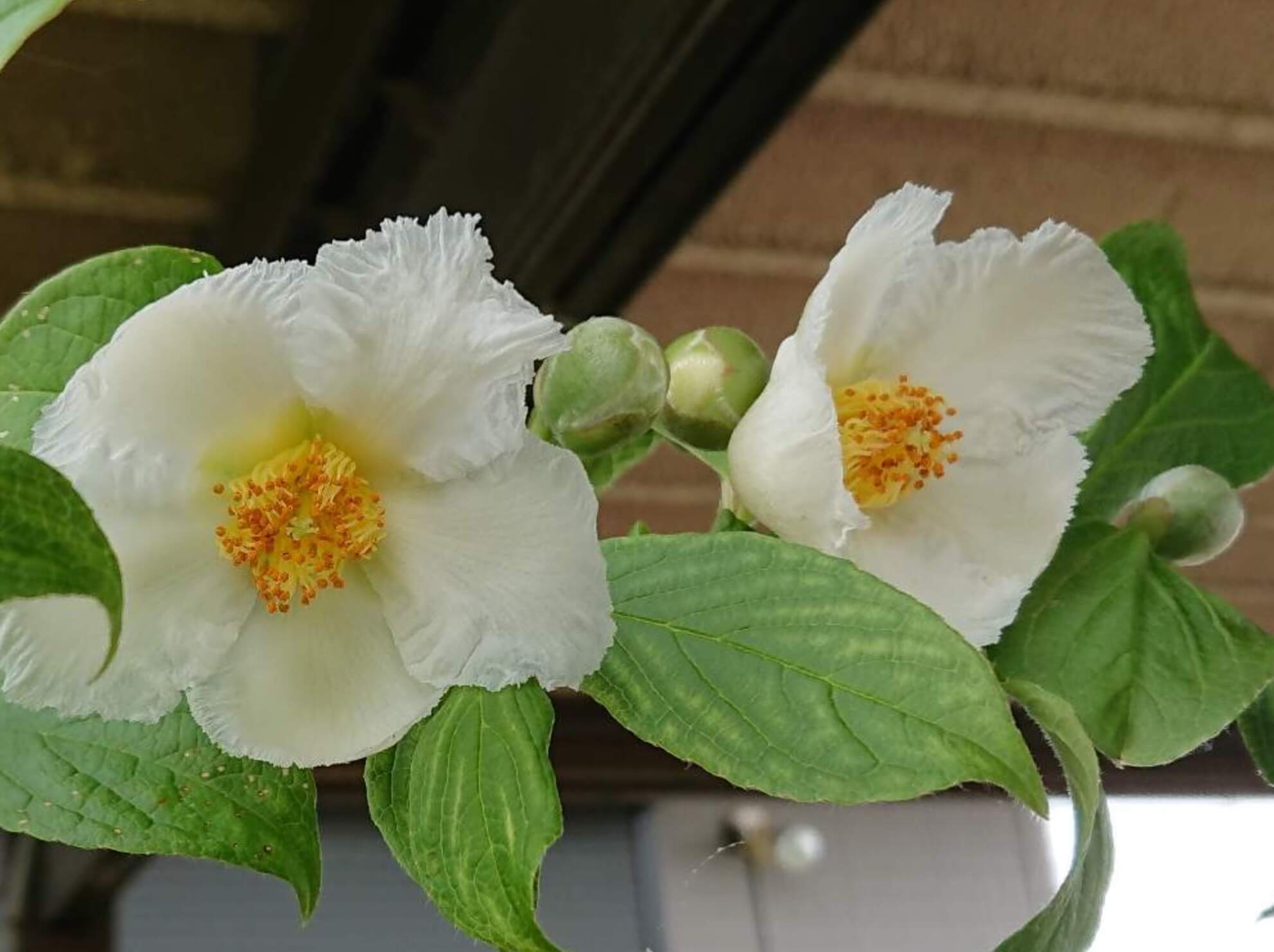 沙羅双樹の花言葉に「怖い意味」はある？夏椿との違いや哀愁の真相を解説
