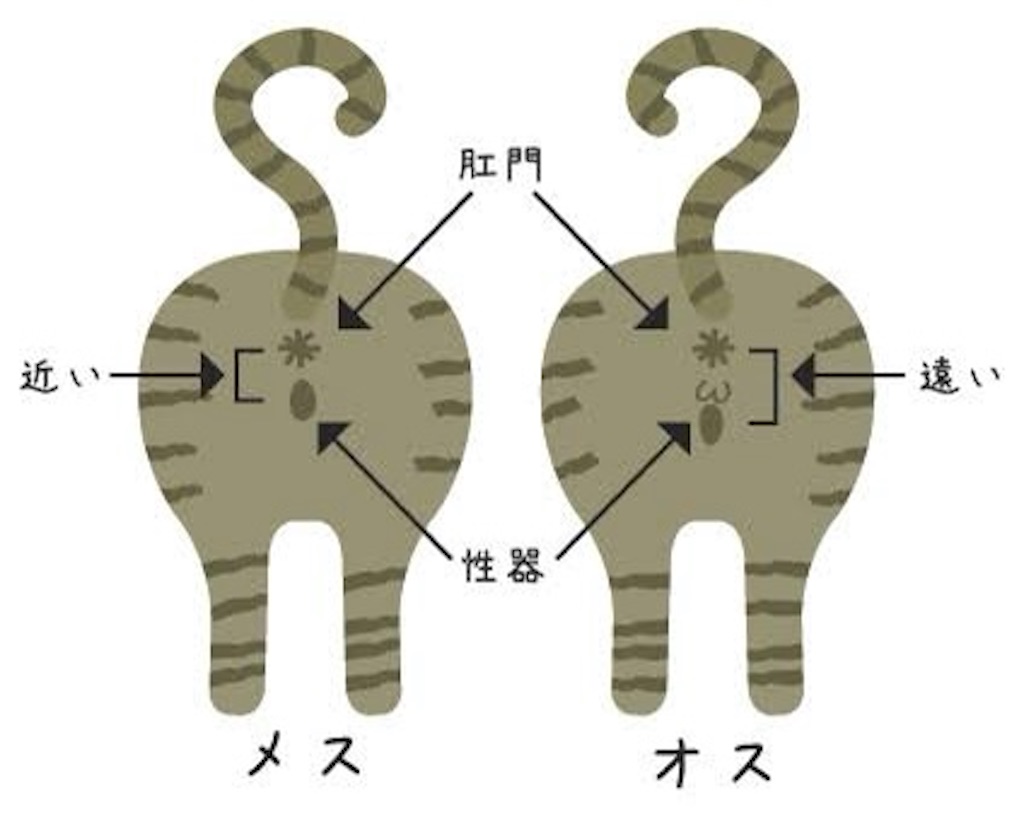 生後数週間の「微小な違い」を見逃すな：専門家が明かす子猫の性別鑑定術と2026年最新の飼育トレンド