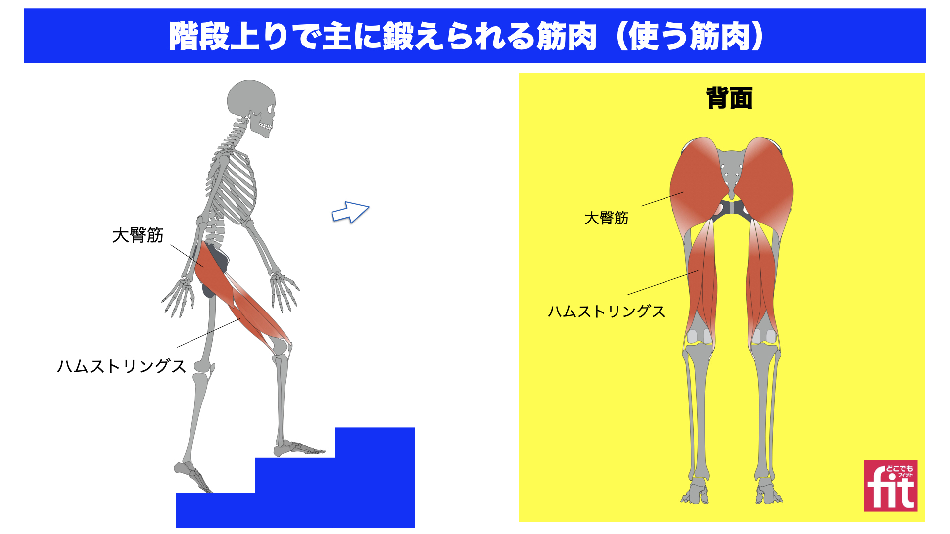 日常の階段で体型激変？歩行の約3倍燃える理由と脚痩せの真実