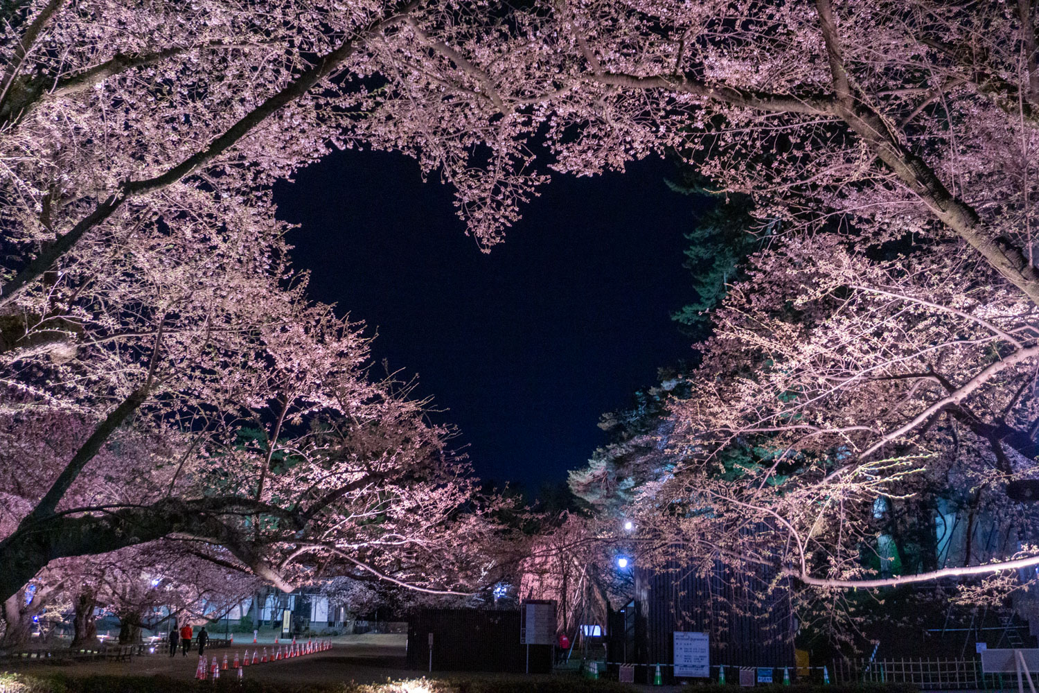弘前公園の桜2026｜満開予想と花筏の見頃・混雑回避の裏技徹底解説