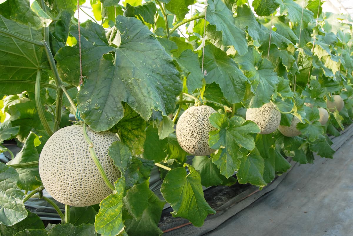 メロンは野菜か果物か？農林水産省の公式基準と驚きの真相を徹底検証