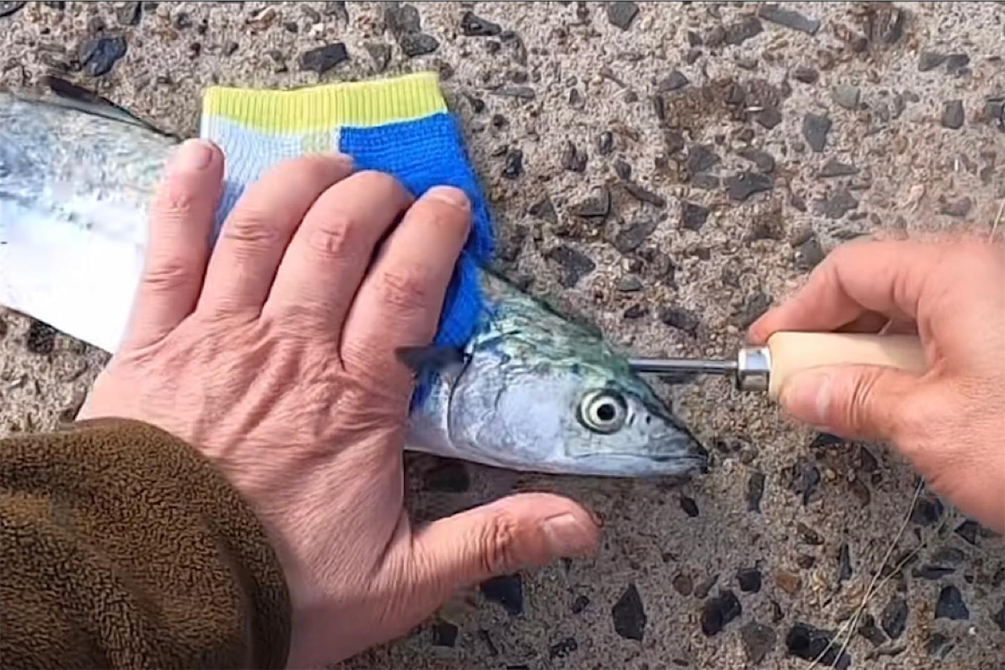 サゴシの血抜きで味が激変！刺身が生臭くならない締め方と潮氷の極意