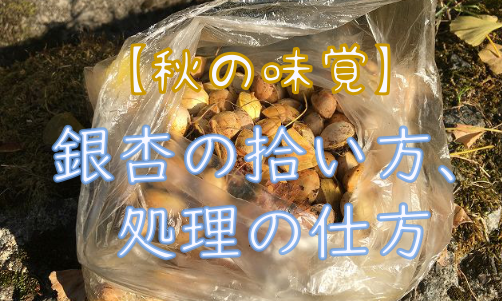 秋の味覚「銀杏」の落とし穴。なぜ数粒で命を落とすのか？最新の救急搬送データから紐解く中毒の恐怖