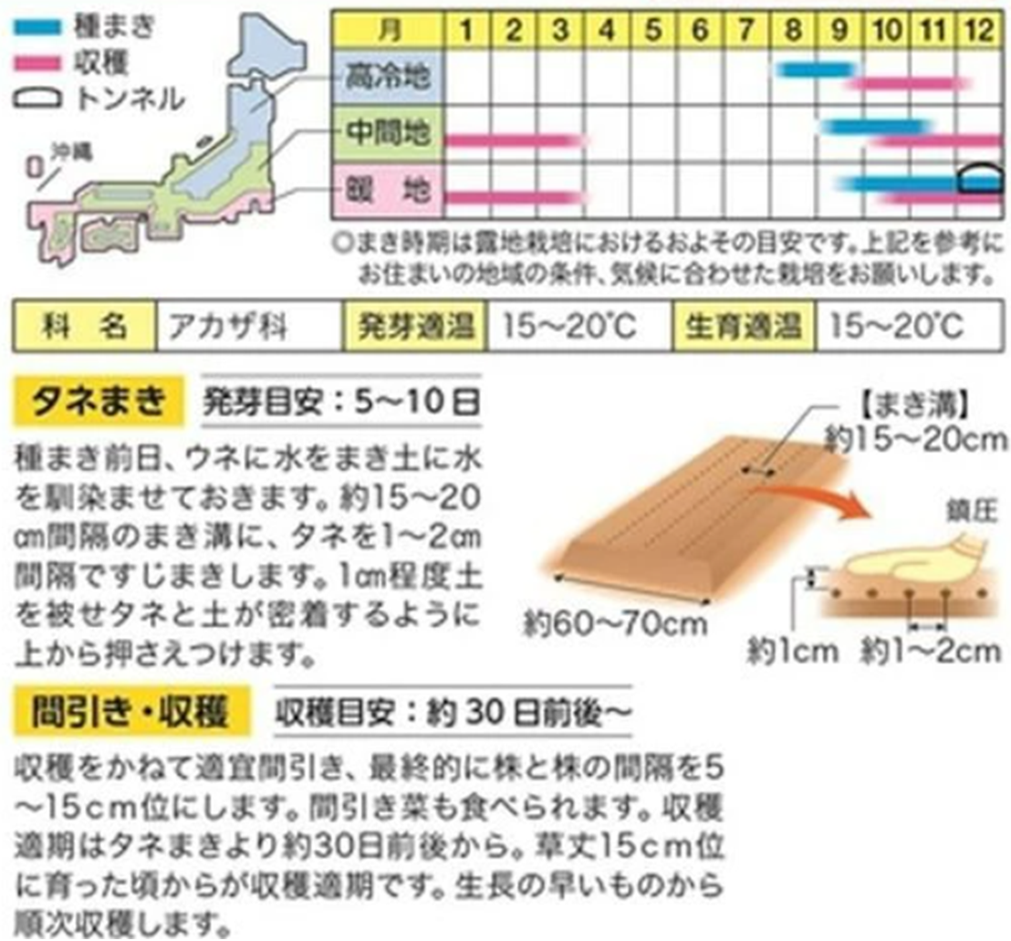 ほうれん草の種まき時期はいつ？失敗しない栽培手順と発芽のコツ