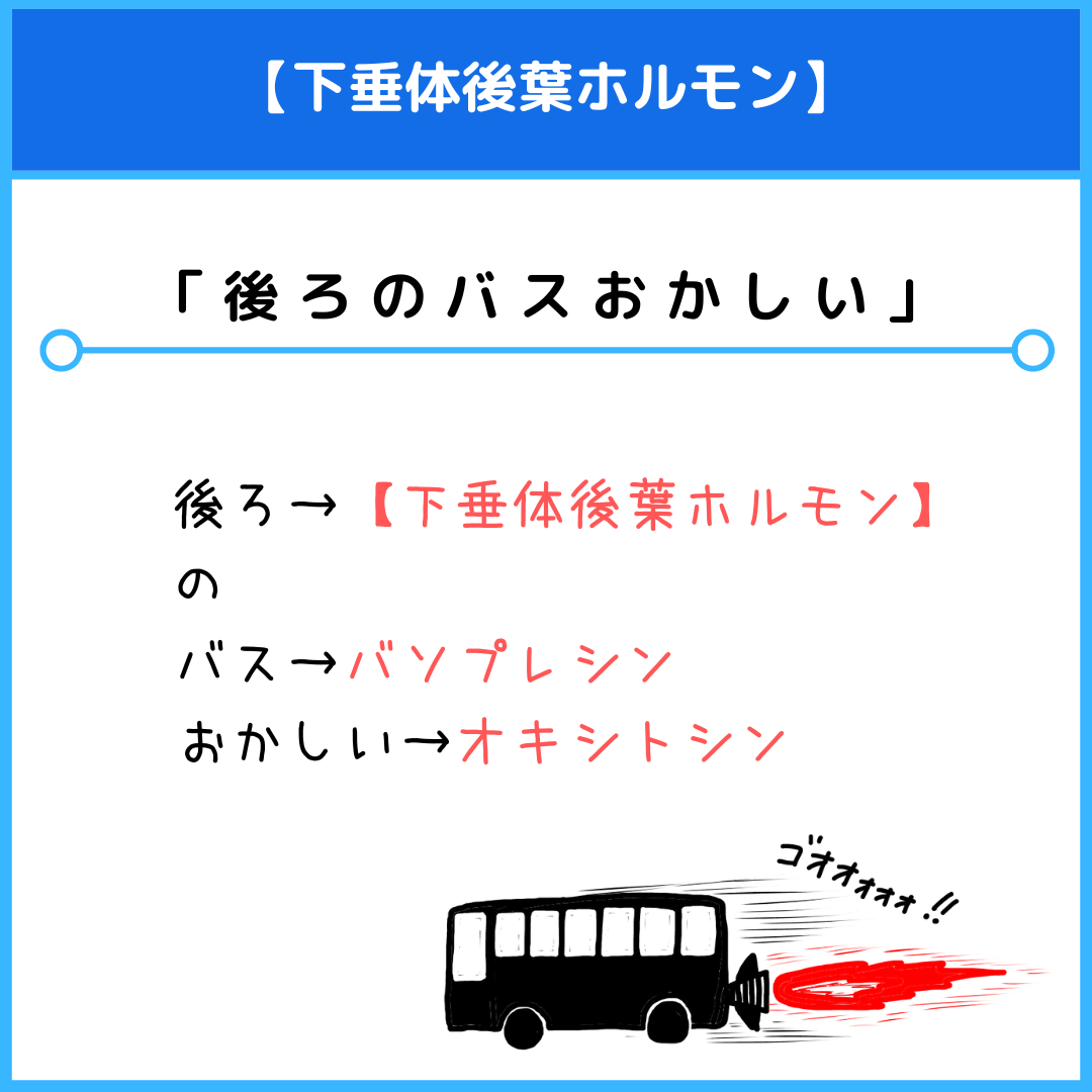【2026年最新】ホルモンの覚え方！語呂合わせと一覧で国試即攻略