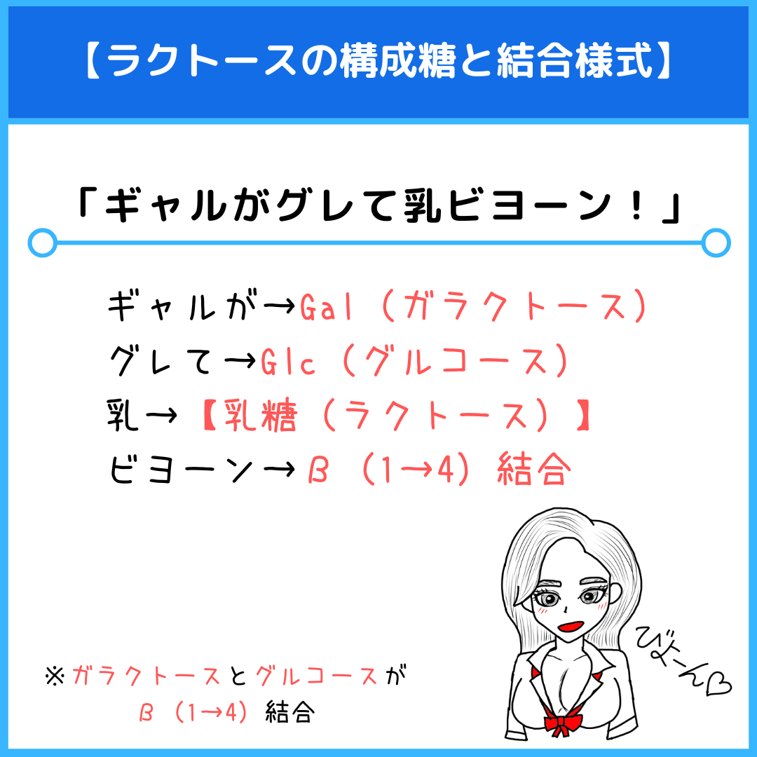 二糖類の覚え方を完全攻略！構成糖と還元性を一瞬で見抜く最強語呂合わせ