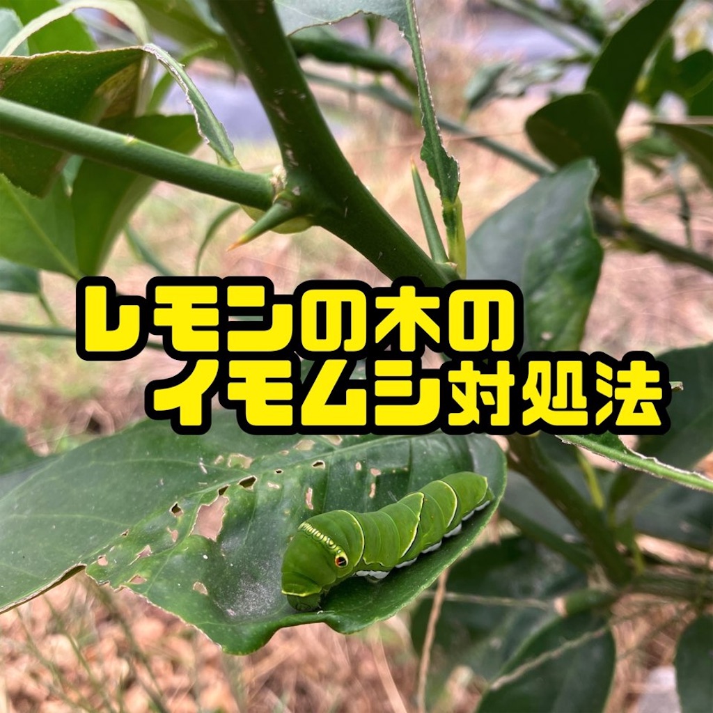 レモンの木に虫がつく原因は？害虫駆除と枯らさない無農薬予防策