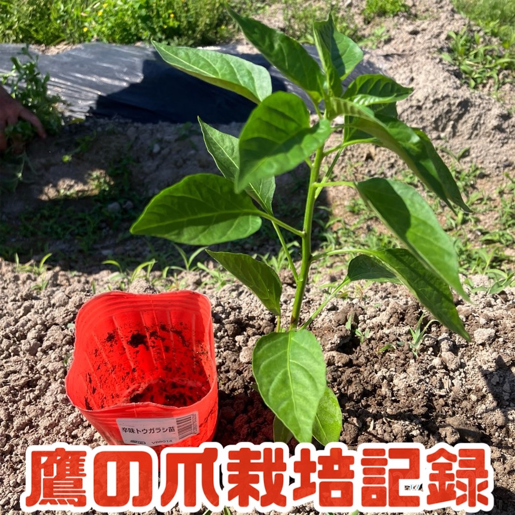 鷹の爪の育て方｜なぜ失敗する？プランターで大量収穫できる摘心の真相
