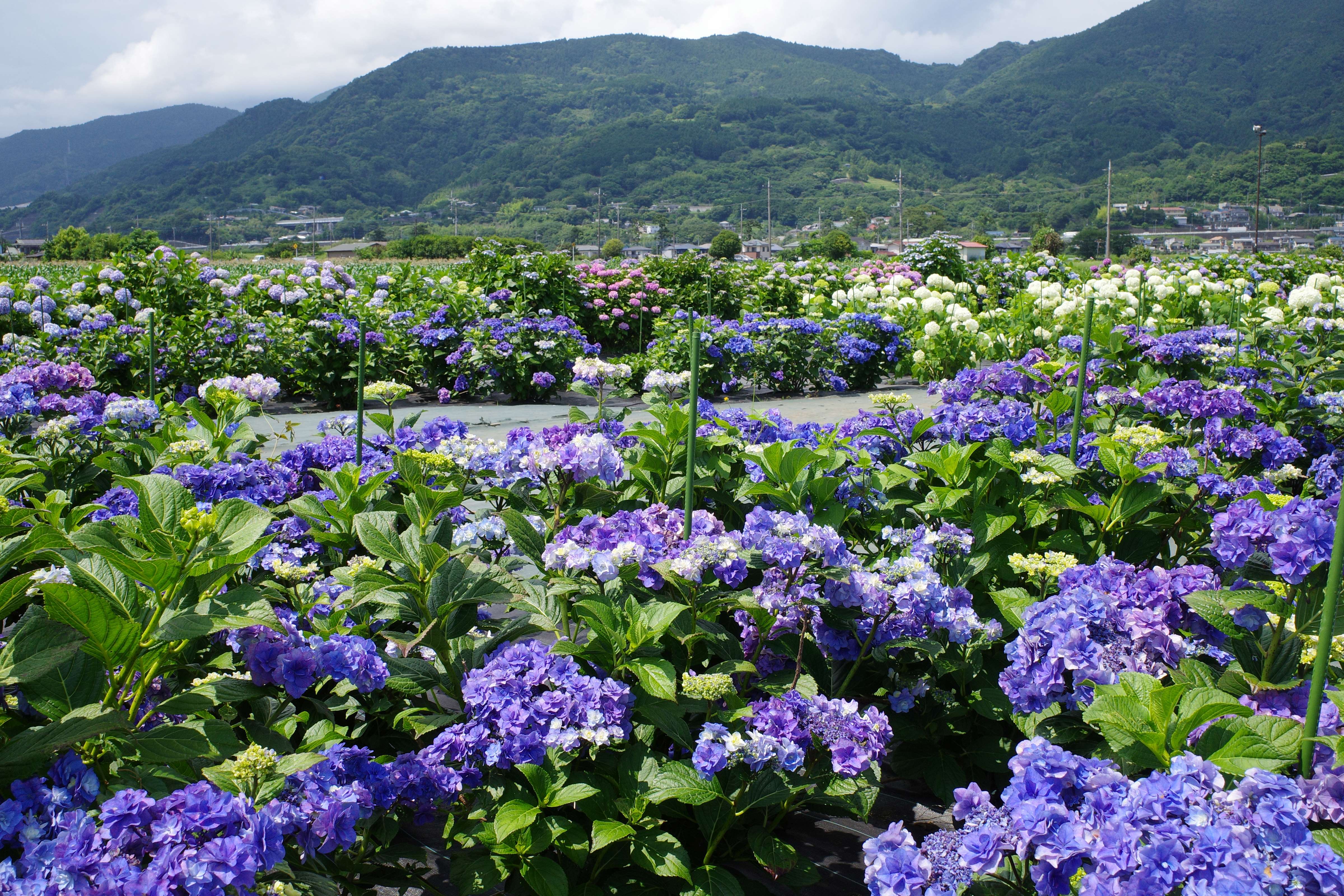 【2026最新】開成あじさいの里の見頃と開花状況は？混雑回避と駐車場を徹底解説