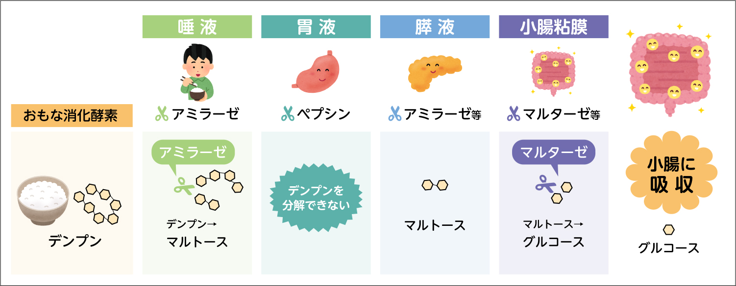 血液検査前の食事は何時間前まで？うっかり食べた時の対処法と新常識