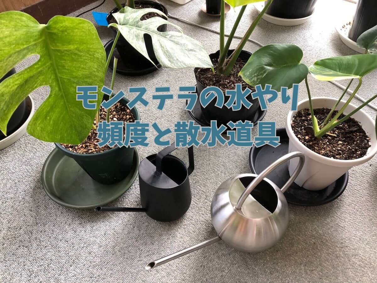 モンステラの水やりで葉が黄色い原因は？毎日あげると枯れる真相と正解
