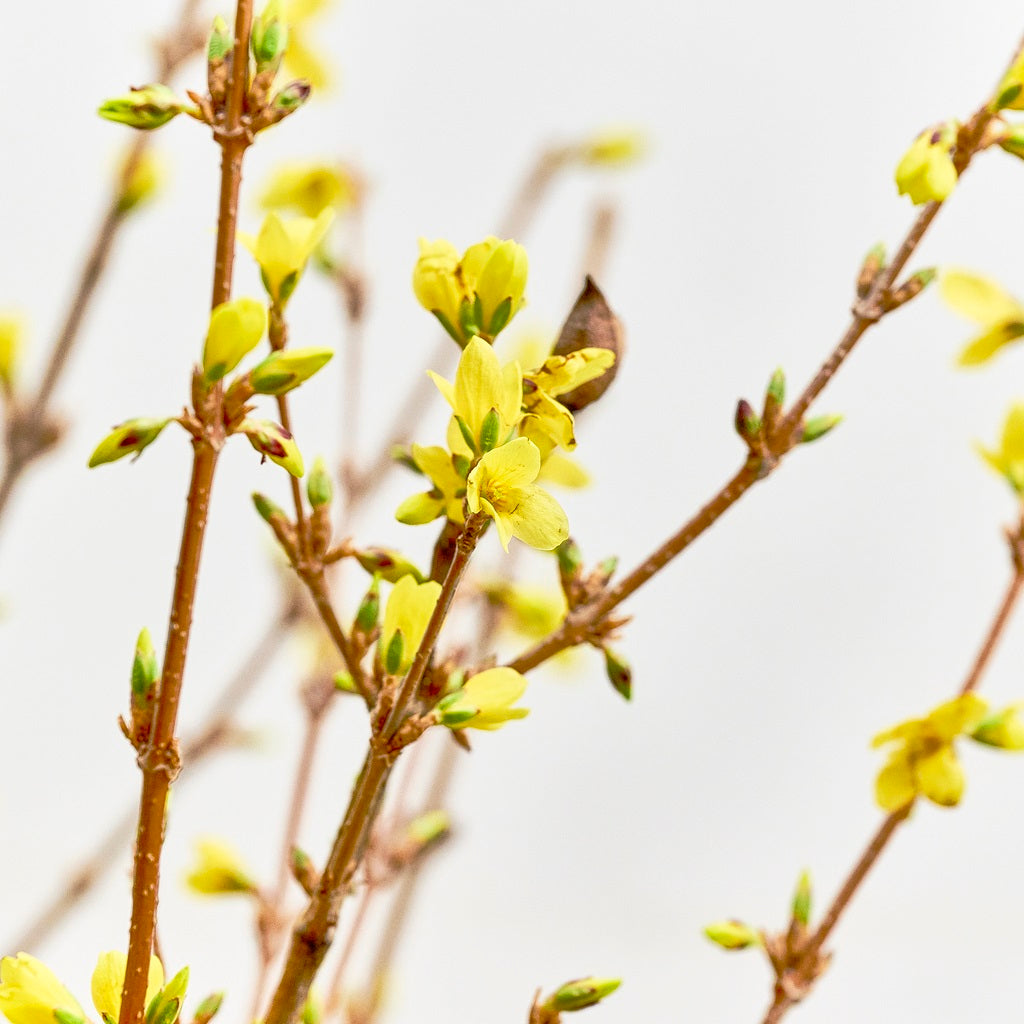 レンギョウの花完全ガイド｜花言葉や剪定時期・似た花の見分け方を解説