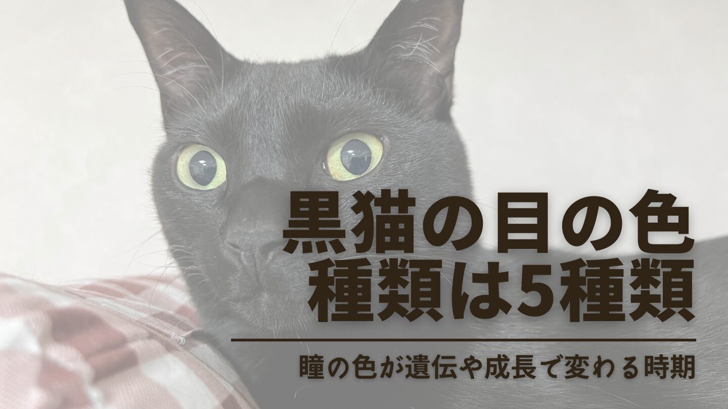黒猫の目の色は何種類？青やオッドアイの確率と変化の謎に迫る