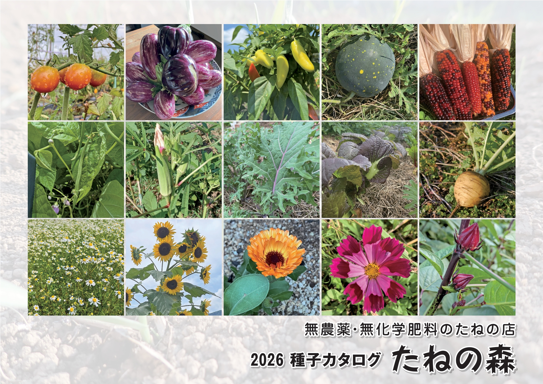 自然派が「種の森」に熱狂する理由とは？固定種・在来種の真価と評判