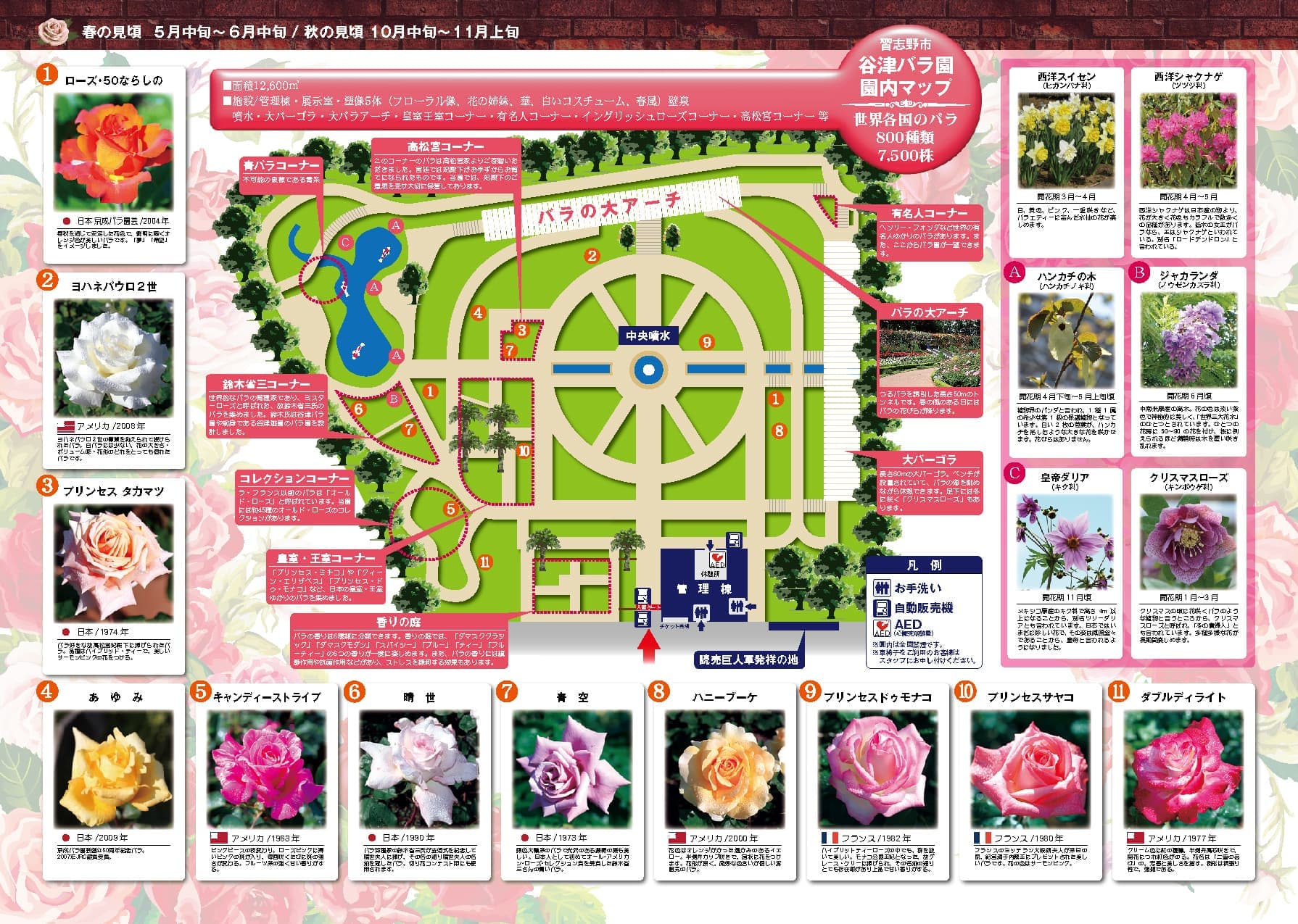 谷津バラ園の開花と見頃を徹底追跡！混雑回避から歴史の真相まで