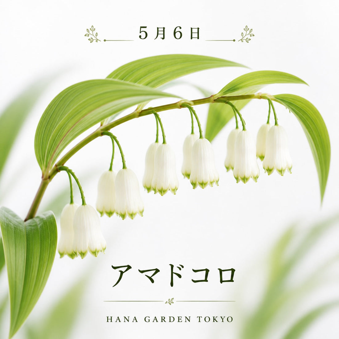5月6日の誕生花と怖い意味の真相！オダマキ・シランの花言葉とギフト選び