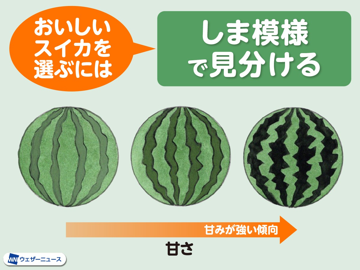 青果のプロが明かす美味しいスイカの選び方！縞模様と打音の極意