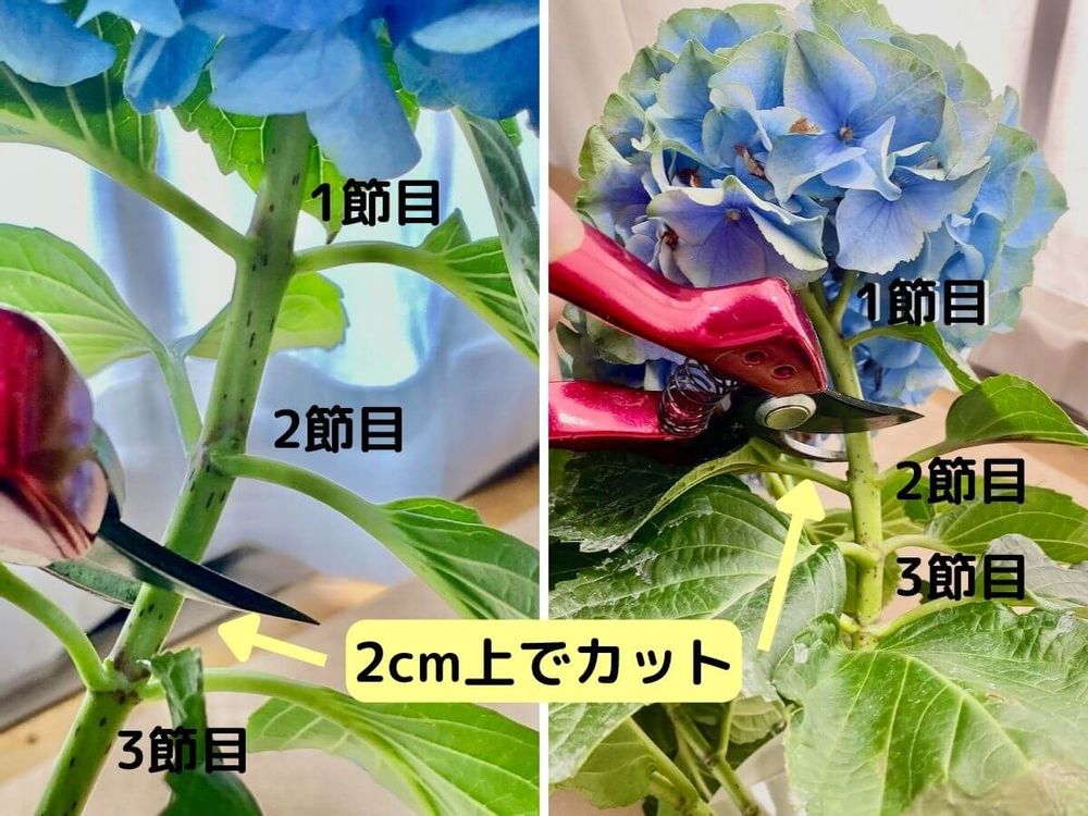 紫陽花の剪定動画で学ぶ！来年満開に導く切る位置と絶対失敗しないコツ