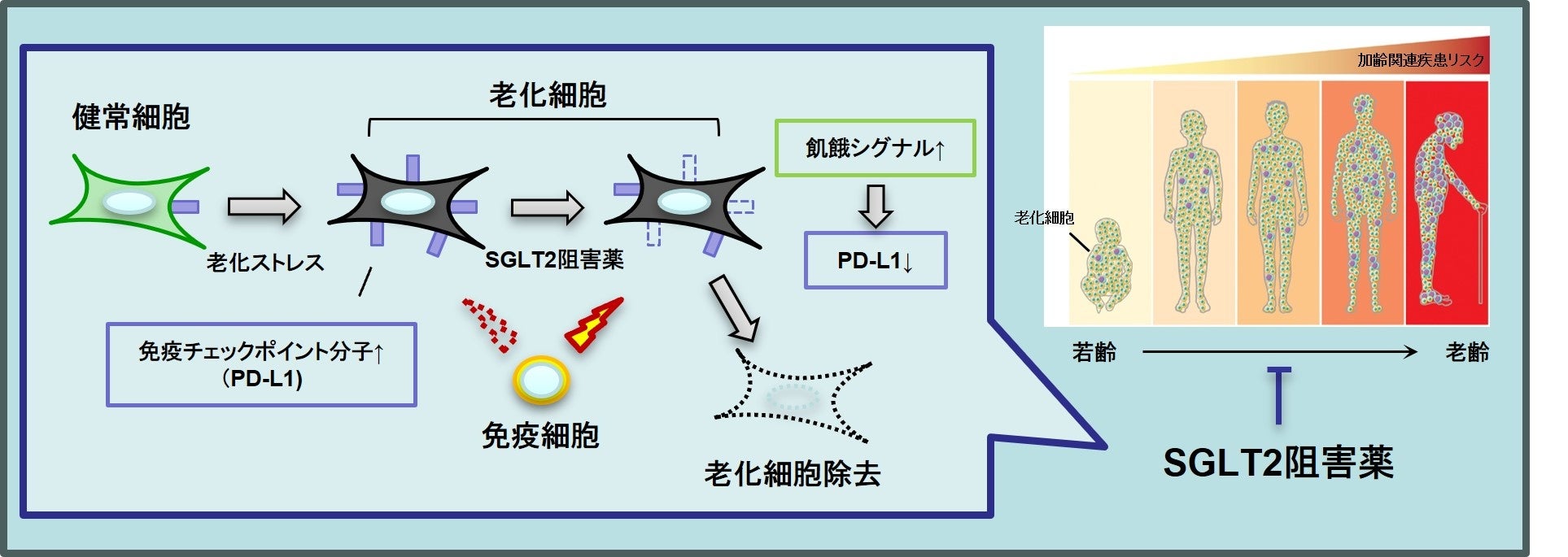 老化細胞除去薬で若返るのか？効果と副作用、東大研究と実用化の真相