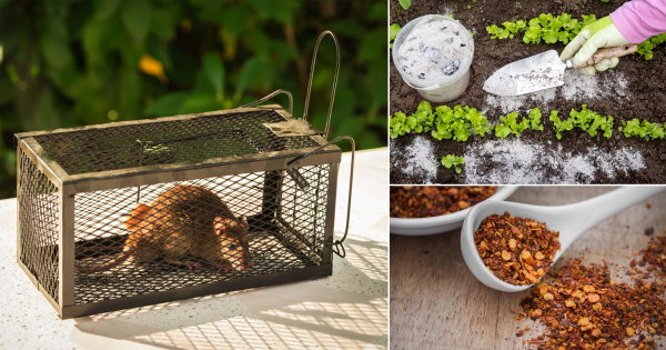 How to Rid Rats in Garden