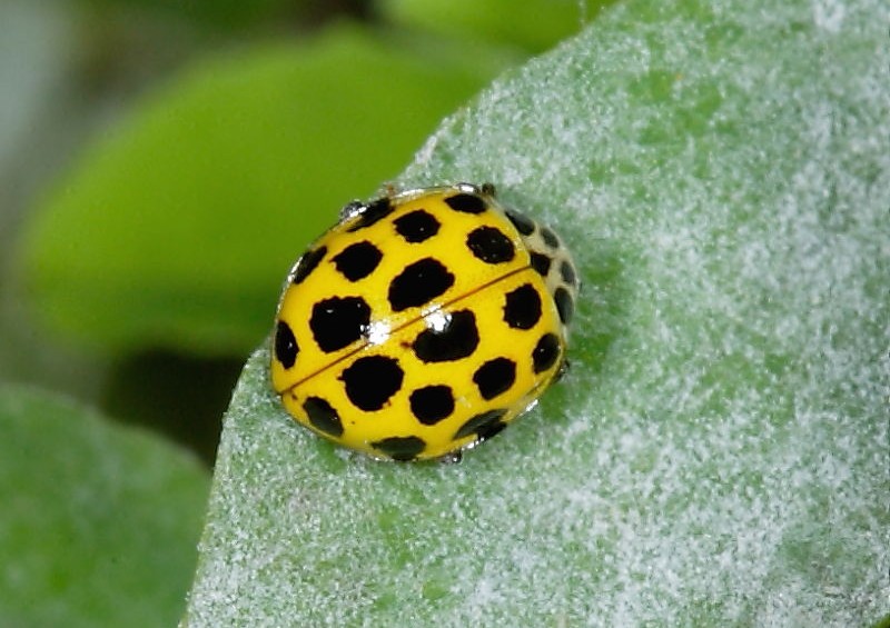 What Are Yellow Ladybugs Called