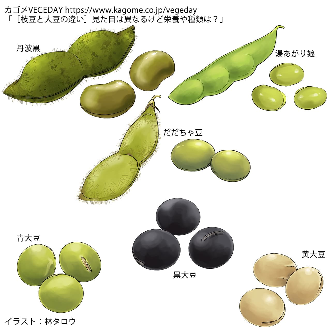 大豆と枝豆の違いを徹底解剖！同じ植物で栄養と分類が激変する理由