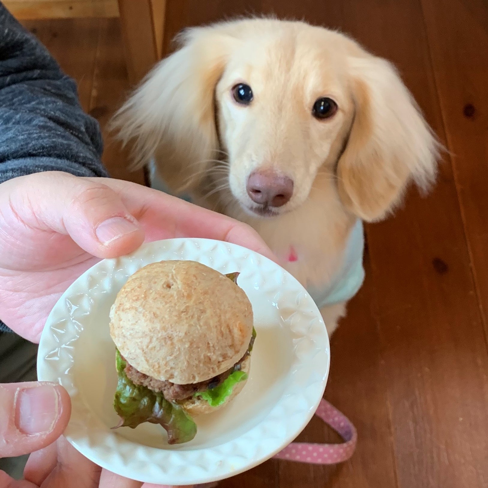 犬に人間の食べ物はNg？命に関わる危険食材と安全な食べ物一覧
