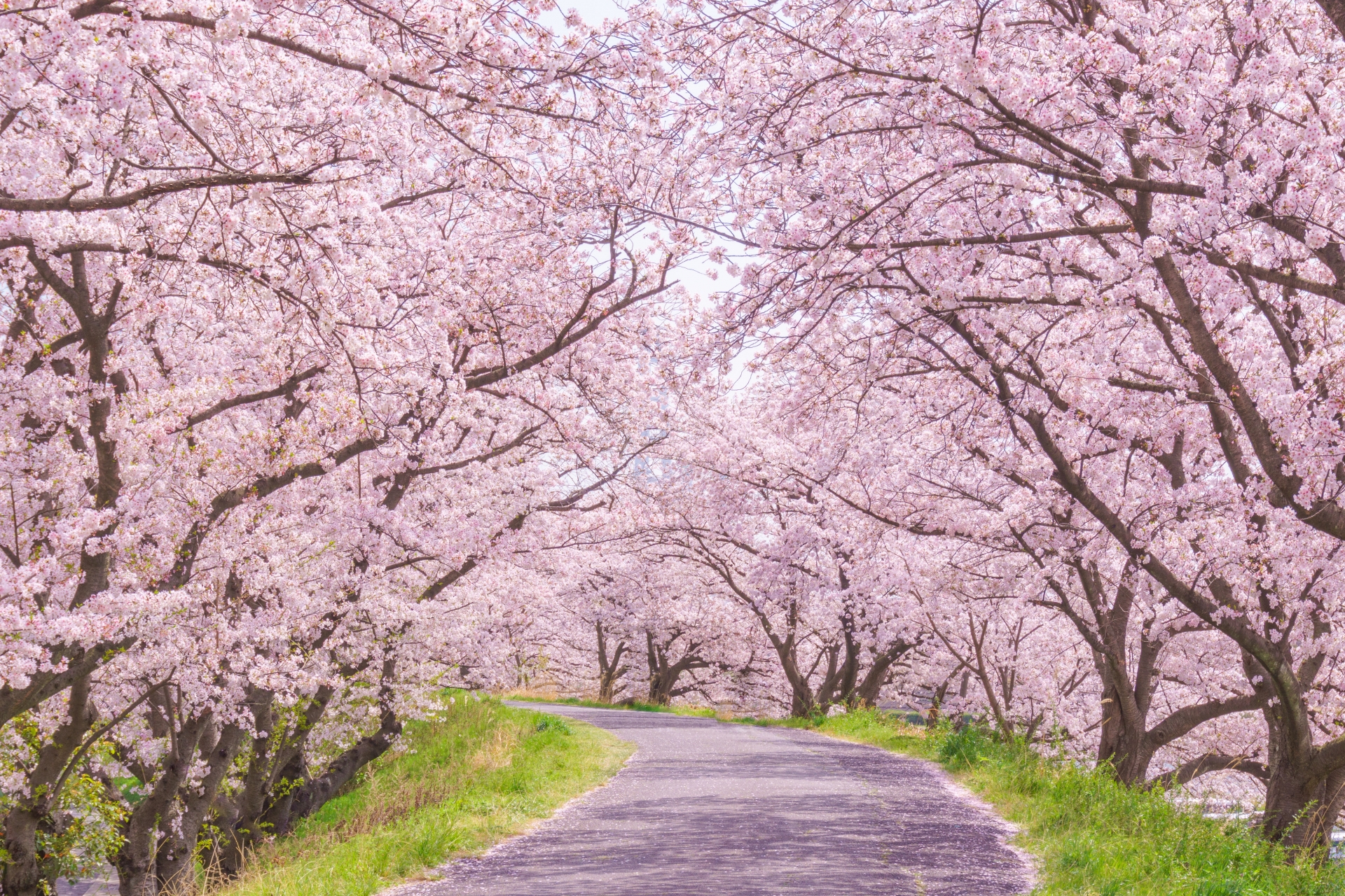 【2026年最新】大分の桜名所決定版！岡城跡・一心寺の絶景と見頃