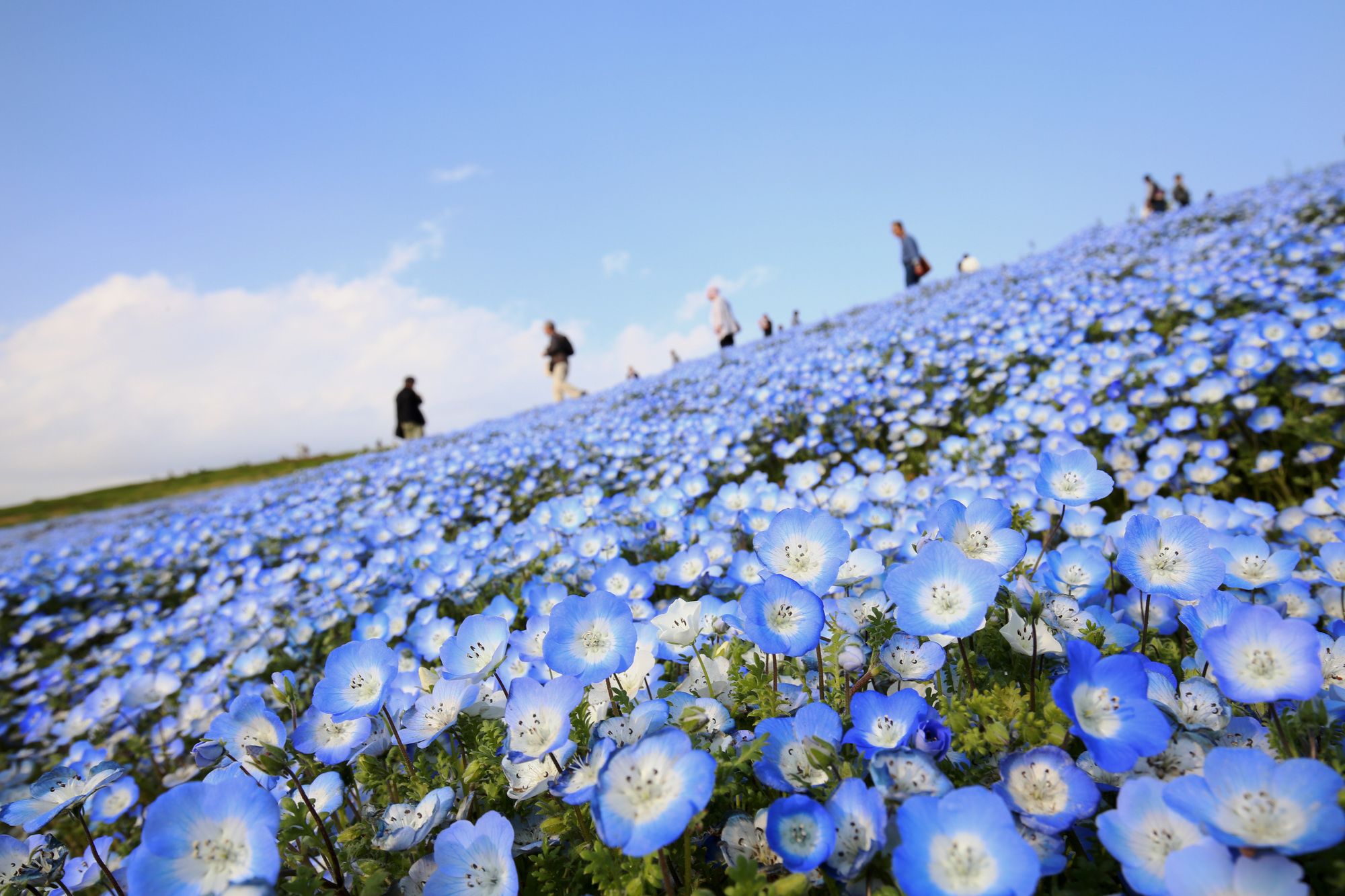 真冬に咲く奇跡の花と幻想の光！ひたち海浜公園の冬を完全攻略