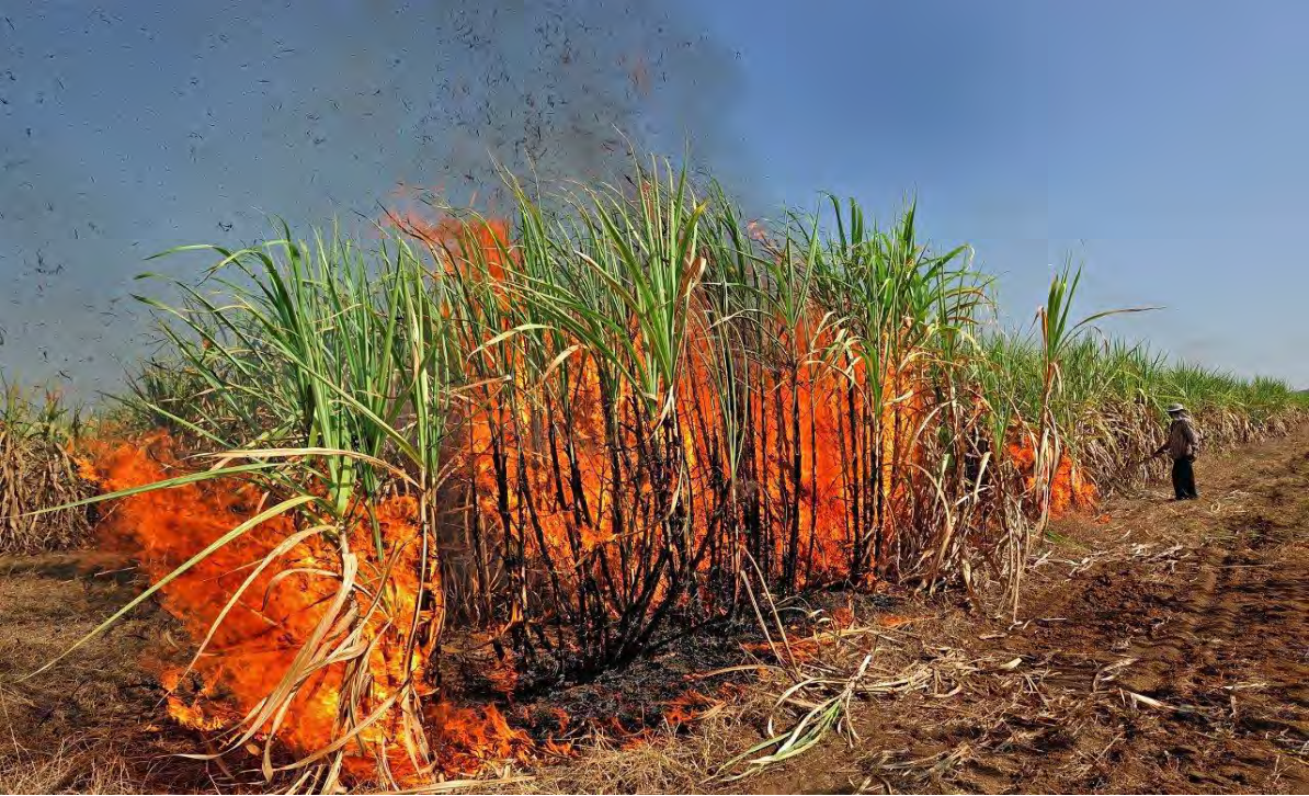 Negative Effects of Sugarcane