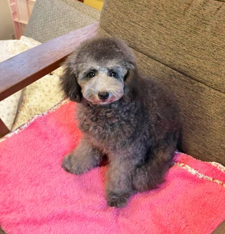 愛犬の魅力を引き出す！生後5ヶ月トイプードルのパピーカット術