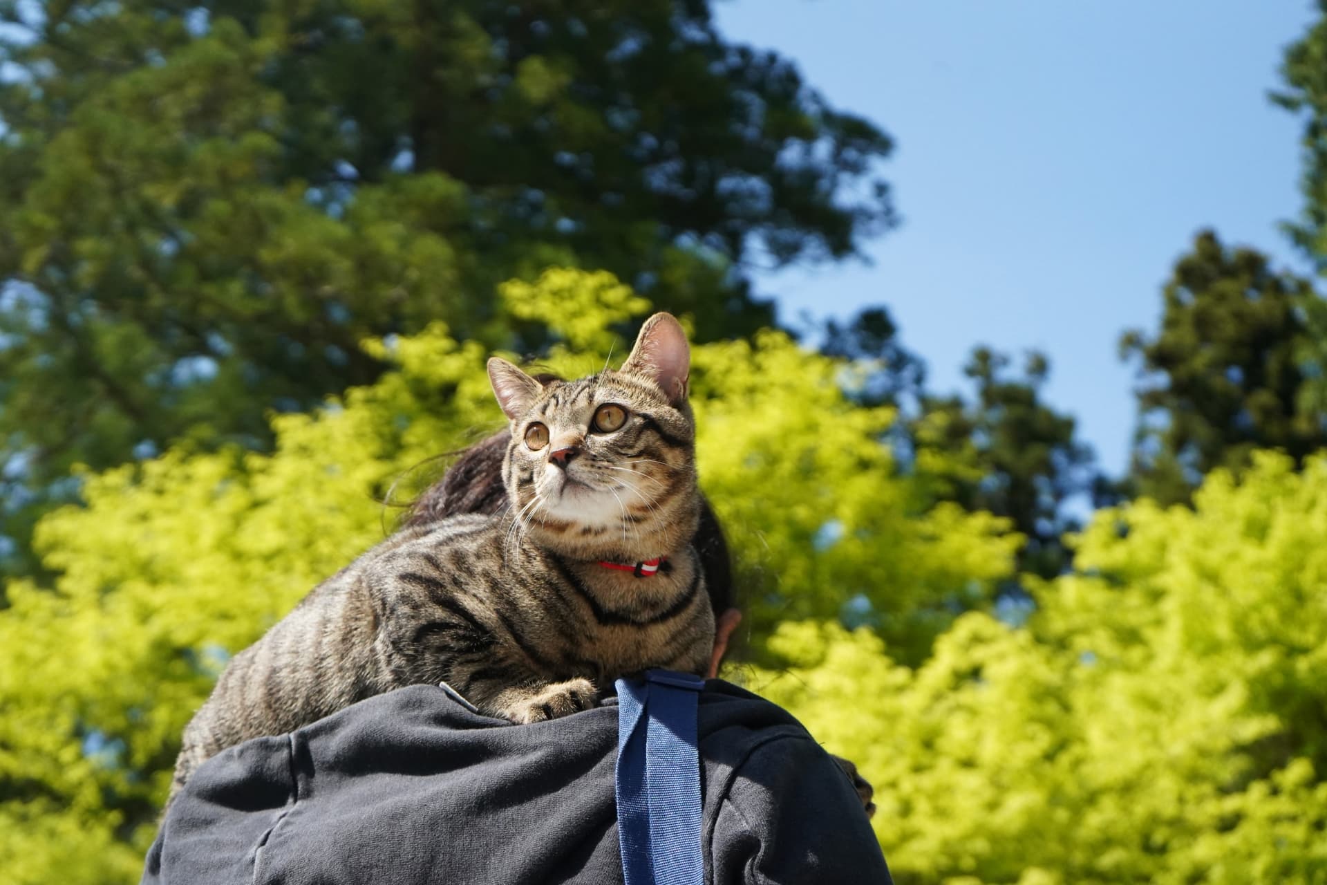 猫が乗ってくる心理の真相｜胸や膝に乗る理由と愛猫のサインを徹底解明