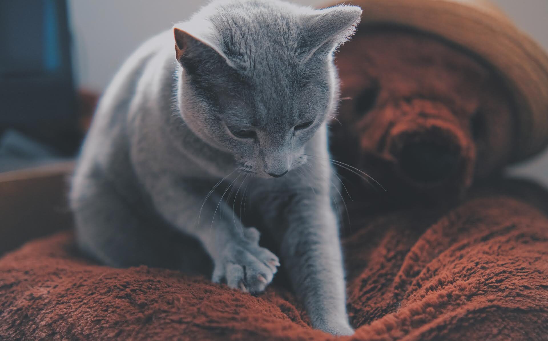 猫がふみふみする驚きの理由とは？甘えとストレスを見分ける真相を徹底解説