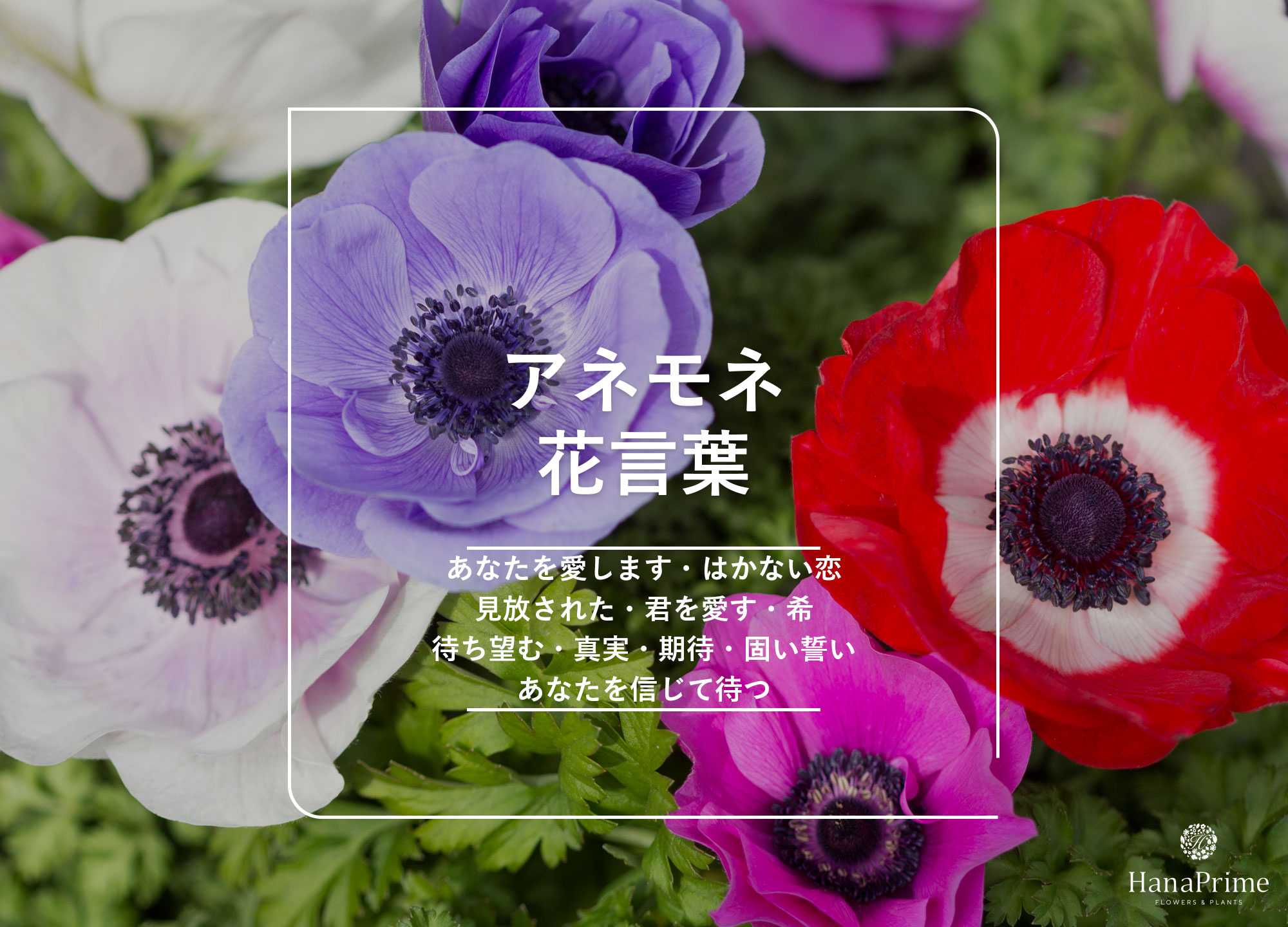 アネモネの花言葉は怖い？色別の意味とギリシャ神話の真相を徹底解説