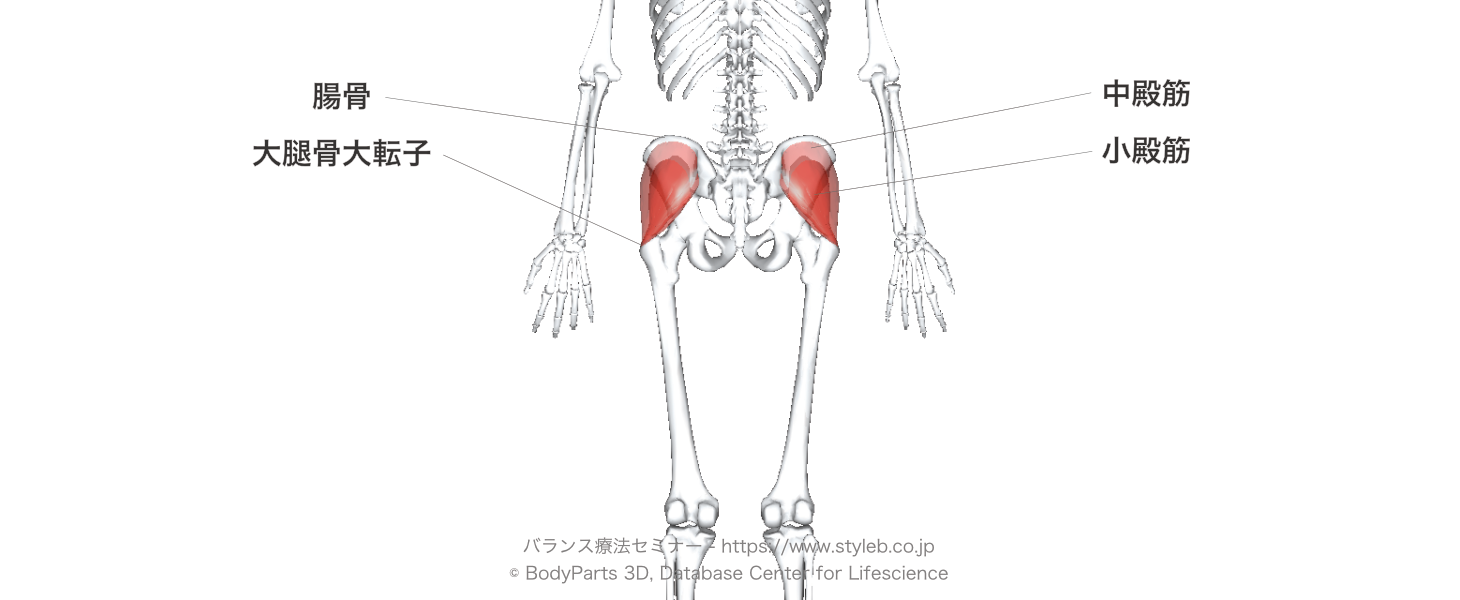 歩行崩壊と腰痛の元凶に？股関節外転筋の真実と弱体化を防ぐ鍛え方
